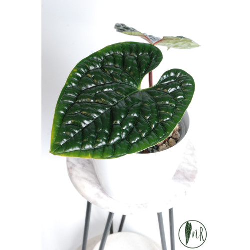 Anthurium luxurians