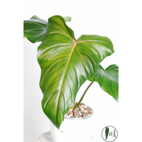 Philodendron green wonder