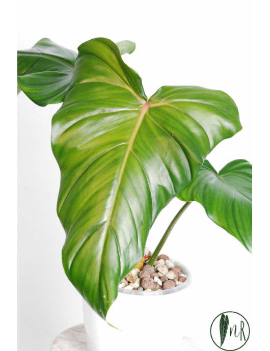 Philodendron green wonder