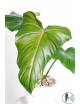 Philodendron green wonder