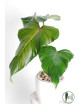 Philodendron green wonder