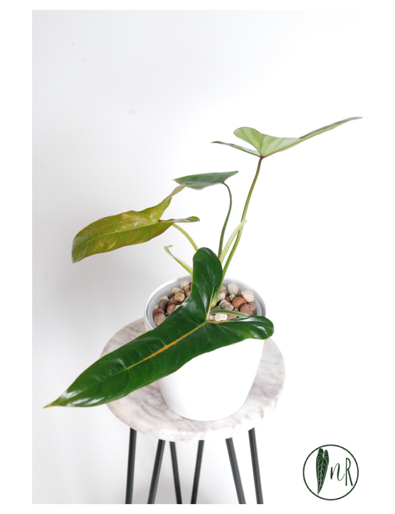 Philodendron pinnatilobum aff