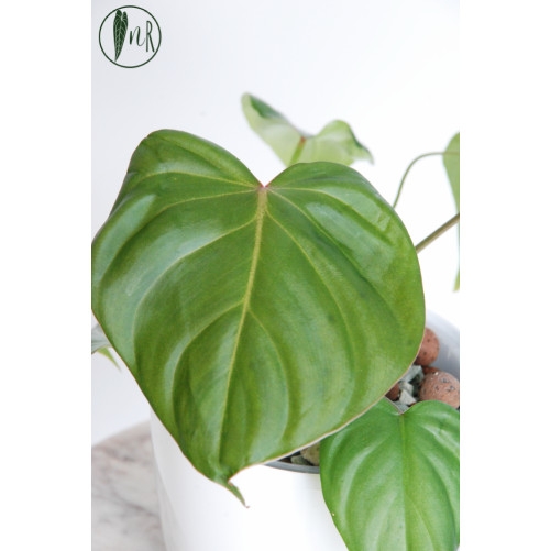 Philodendron Pink Glory