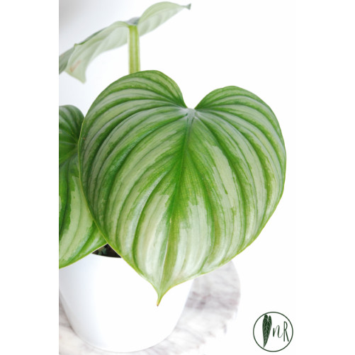 Philodendron plowmanii var...