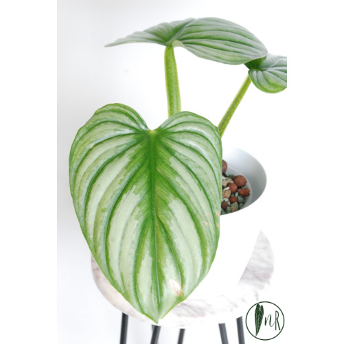 Philodendron plowmanii var citrus