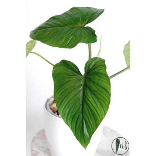 Philodendron mamei green