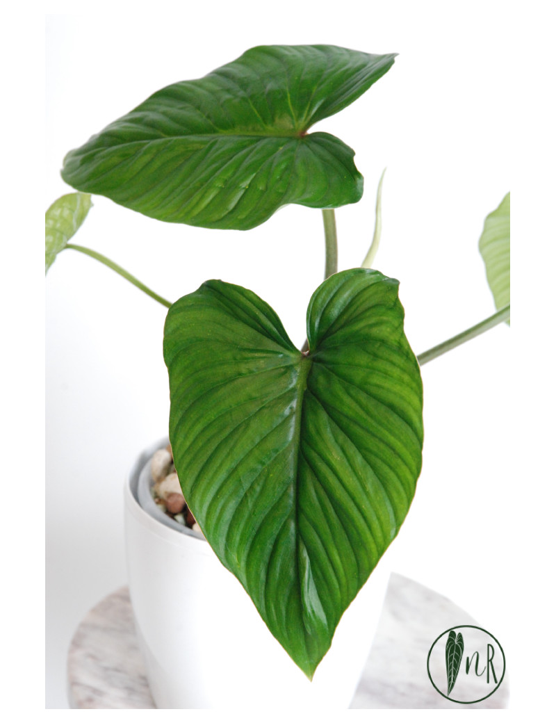 Philodendron mamei green