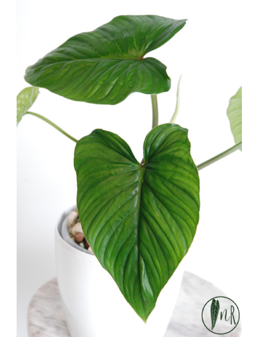 Philodendron mamei green