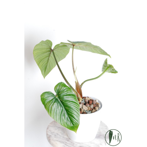 Philodendron mamei green