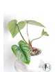 Philodendron mamei green