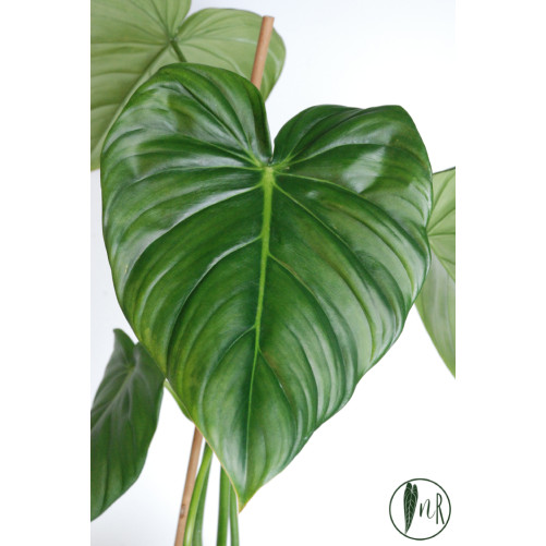 Philodendron Dean McDowell