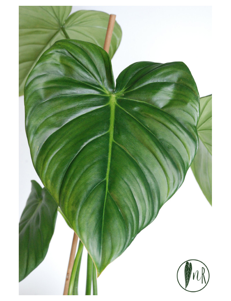 Philodendron Dean McDowell