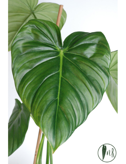 Philodendron Dean McDowell