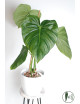 Philodendron Dean McDowell