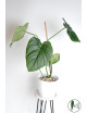 Philodendron Dean McDowell