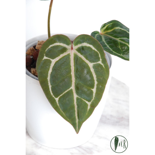 Anthurium Zara x (Michelle...