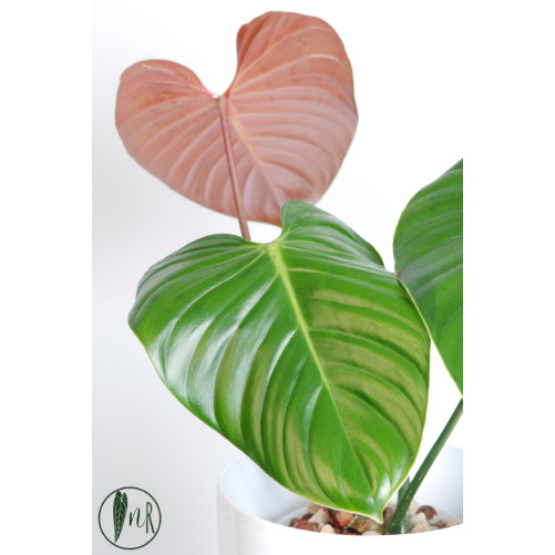 Philodendron lynamii