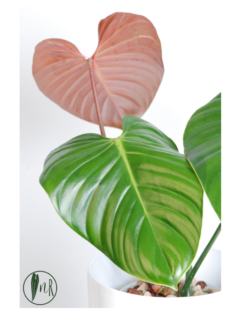 Philodendron lynamii