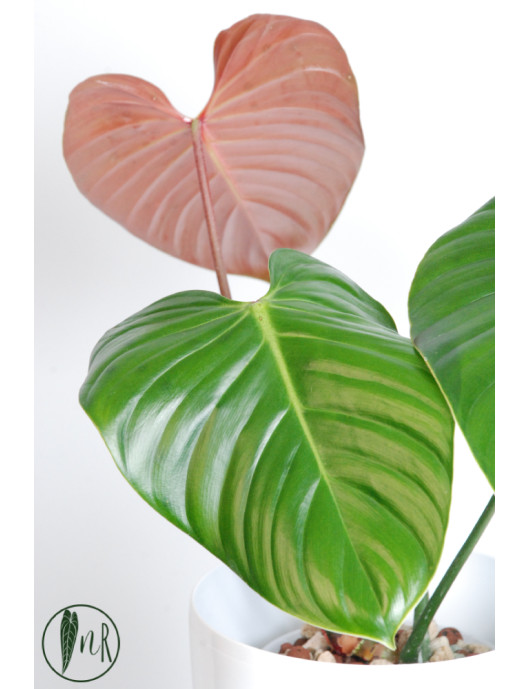 Philodendron lynamii