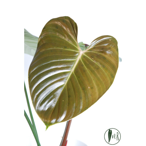 Philodendron lynamii