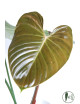 Philodendron lynamii