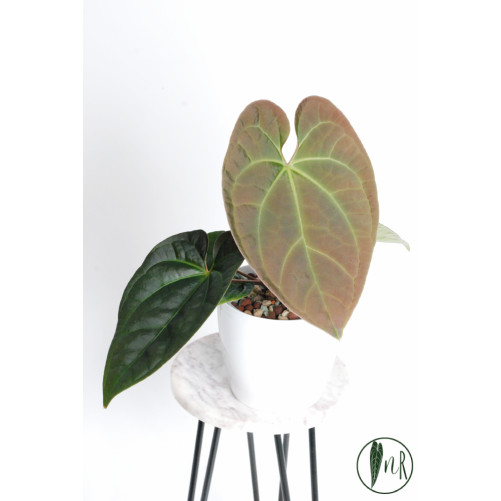 Anthurium crystallinum x...