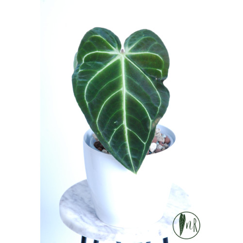 Anthurium regale