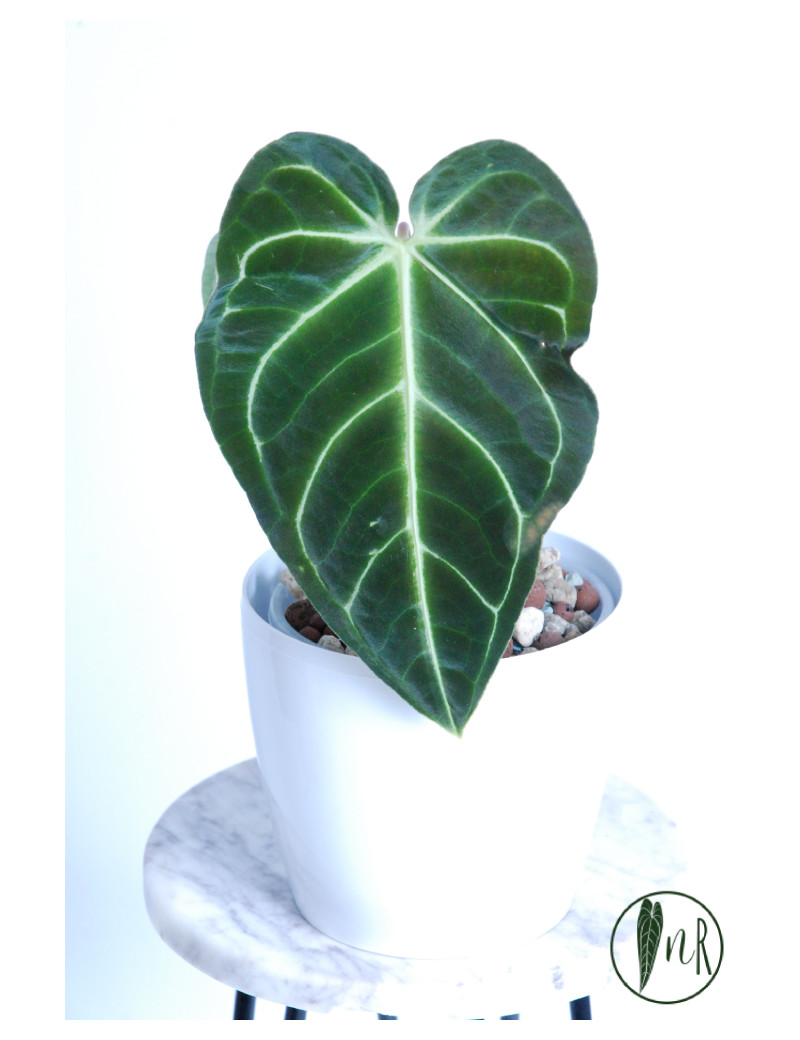 Anthurium regale