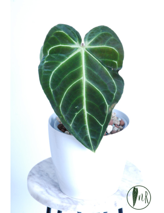 Anthurium regale