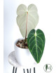 Anthurium regale