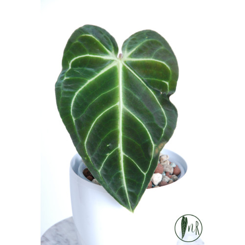 Anthurium regale