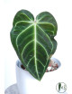 Anthurium regale