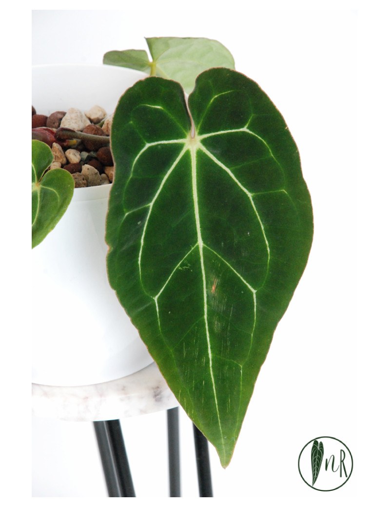 Anthurium crystallinum x besseae aff (Crystal Sky)