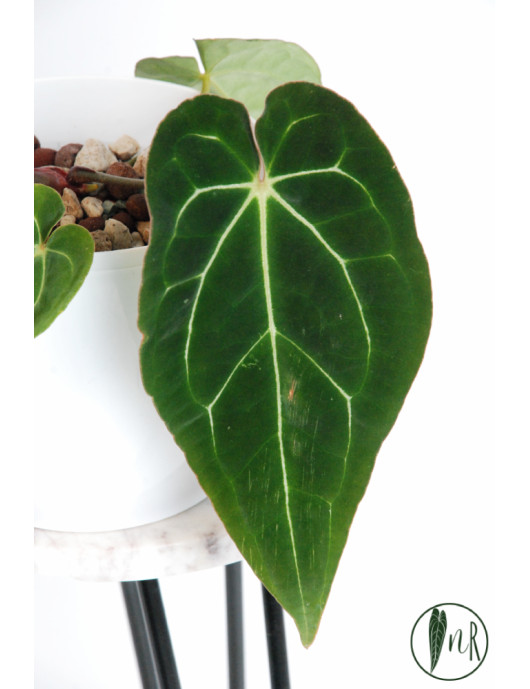 Anthurium crystallinum x besseae aff (Crystal Sky)