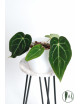 Anthurium crystallinum x besseae aff (Crystal Sky)