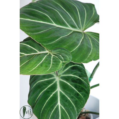 Philodendron gloriosum