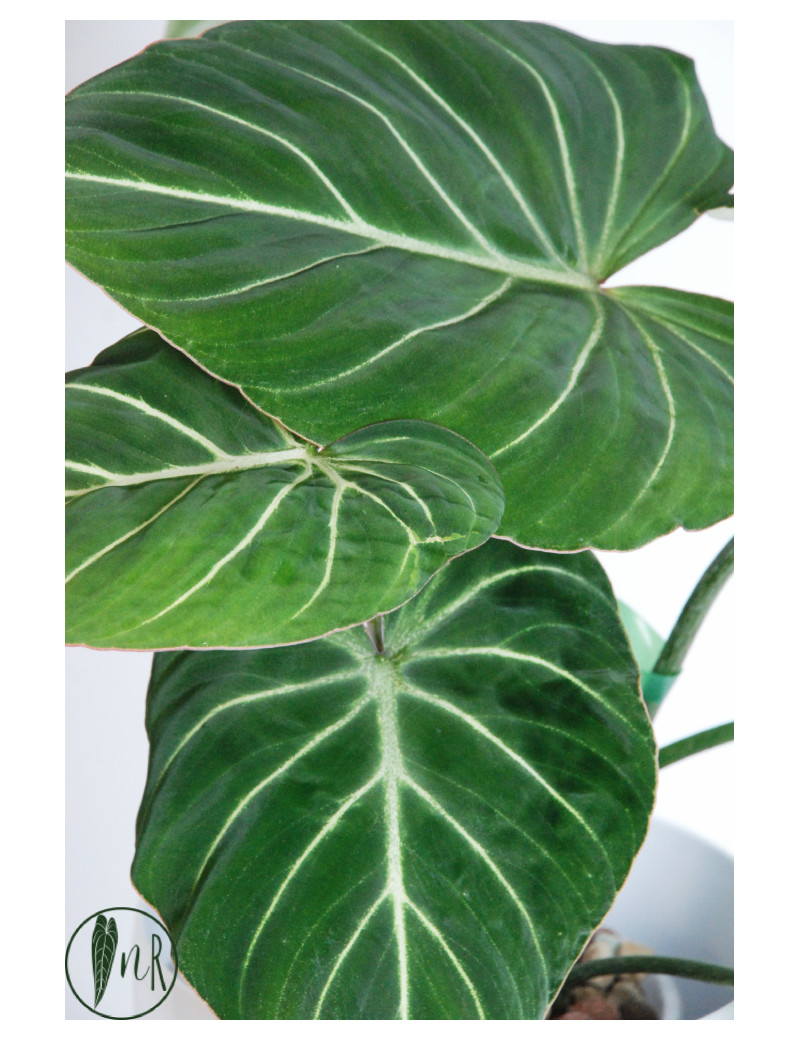 Philodendron gloriosum