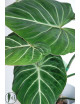 Philodendron gloriosum