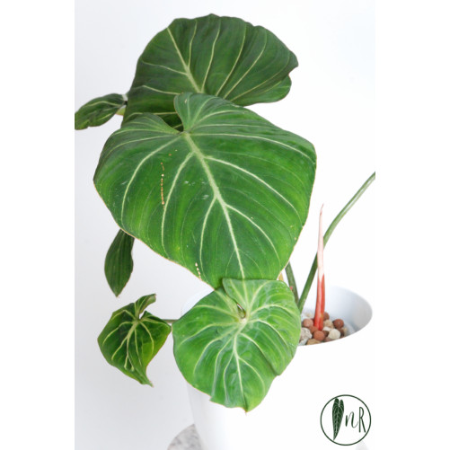 Philodendron gloriosum