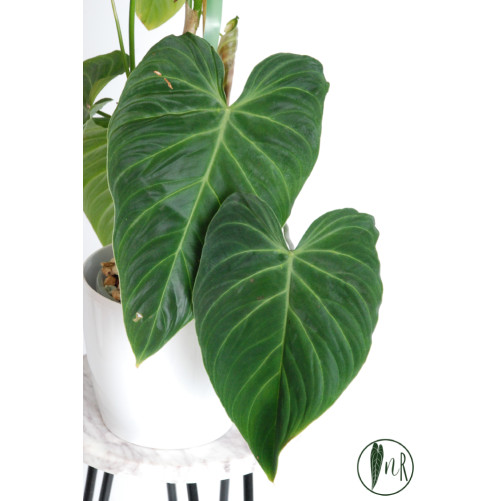 Philodendron splendid