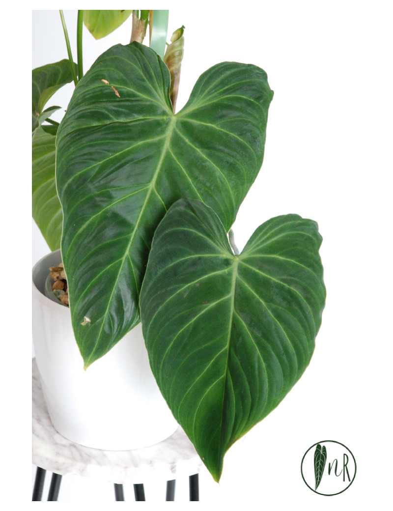 Philodendron splendid