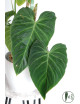 Philodendron splendid