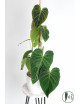 Philodendron splendid