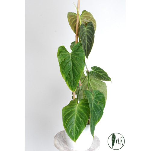 Philodendron splendid