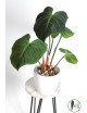 Philodendron rubrijuvenile 'El Choco Red'