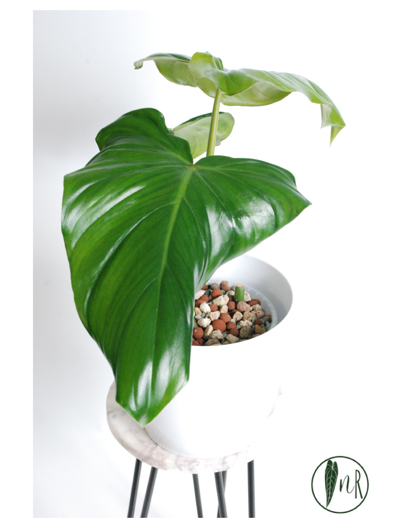 Philodendron barrosoanum 5 x pastazanum