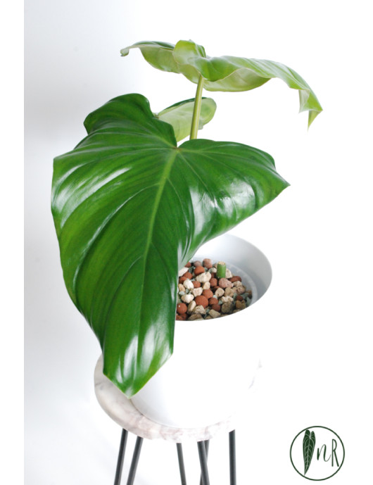 Philodendron barrosoanum 5 x pastazanum