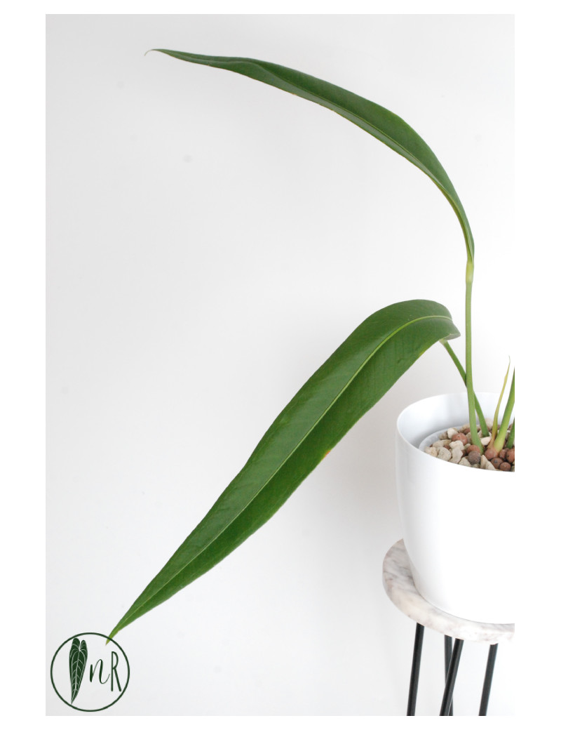 Anthurium coriaceum velvety