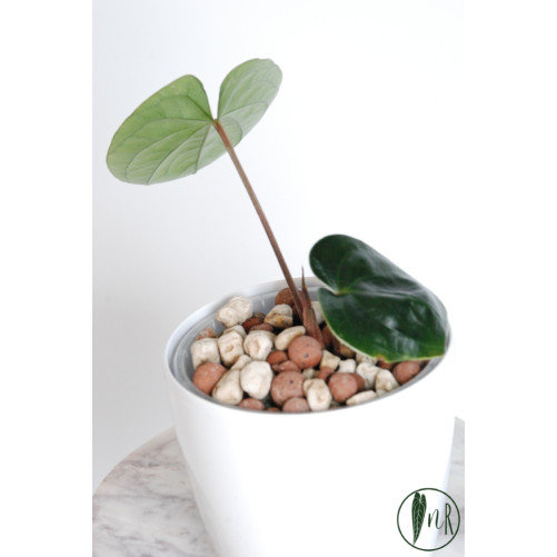 Anthurium nigrolaminum 'Gigi' x luxurians (Luxury Jungle)
