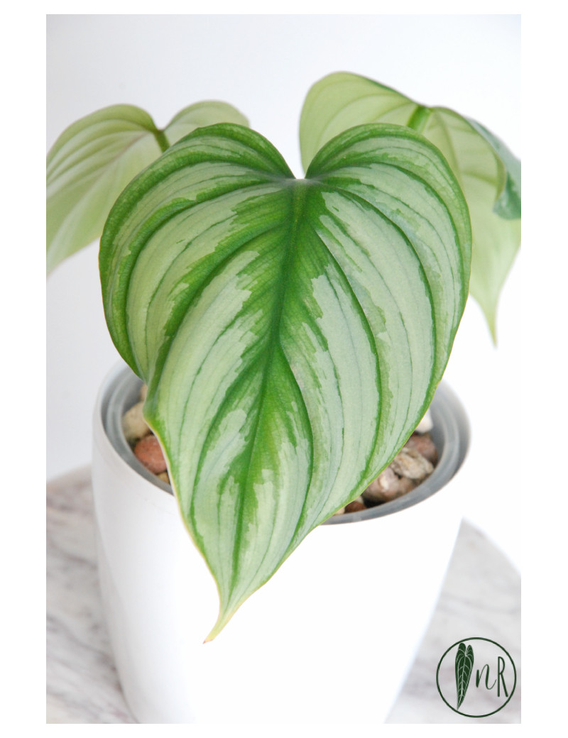 Philodendron plowmanii var citrus